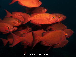 One can get really close to these guys! by Chris Travers 